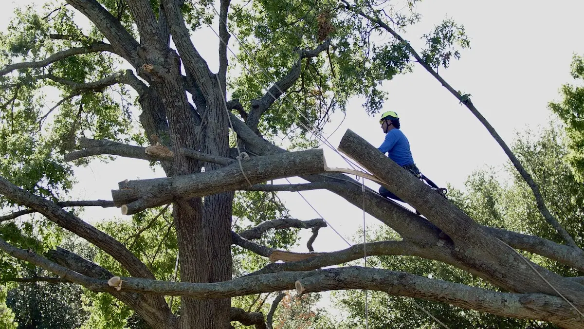 Professional Crown Thinning performed by certified arborists in Saxon
