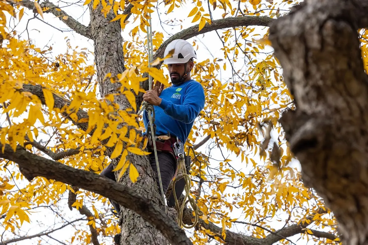 Skilled Storm Damage Cleanup crew working in Saxon