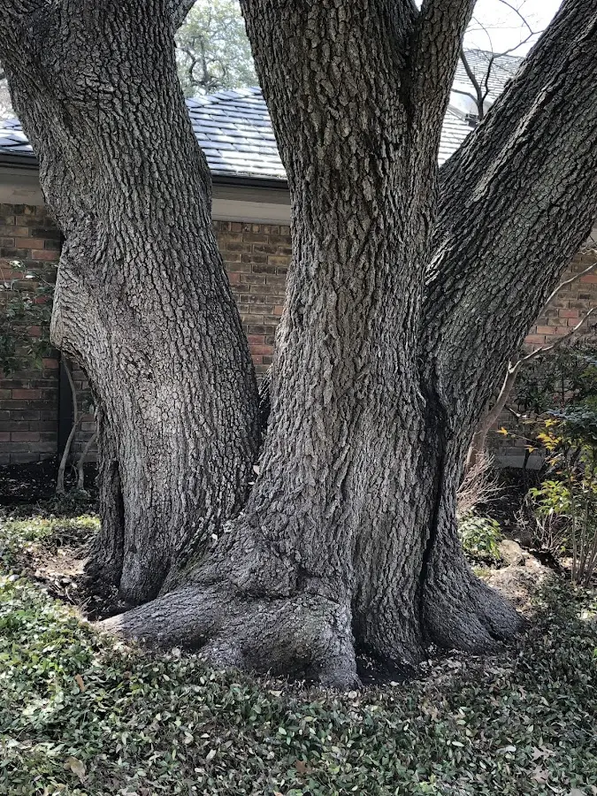 Mature heritage tree close to a Saxon property cared for by certified arborists